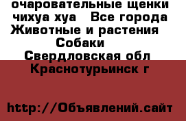 очаровательные щенки чихуа-хуа - Все города Животные и растения » Собаки   . Свердловская обл.,Краснотурьинск г.